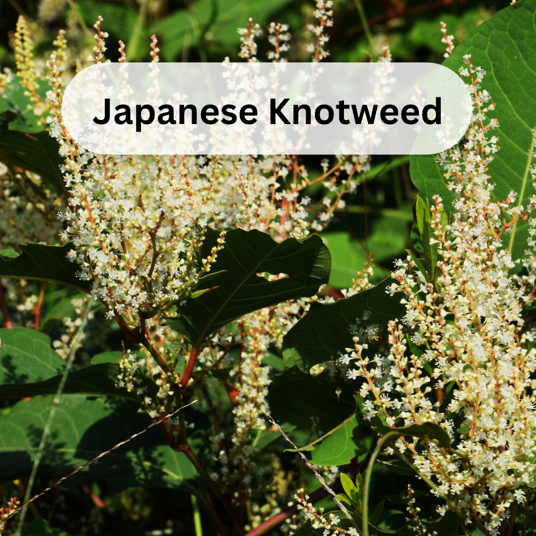 Japanese Knotweed as a Powerful Source of Resveratrol for Anti-Aging and Inflammation Reduction